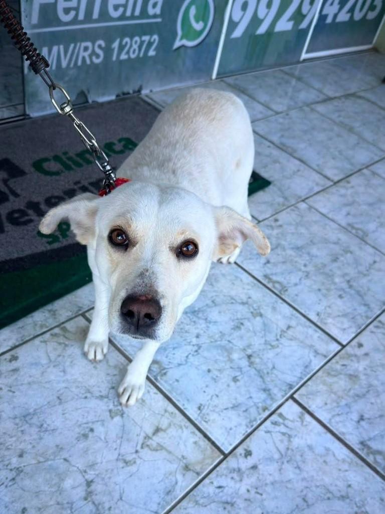 Cachorrinha, cadela de porte pequeno para adoção em Osório - RS