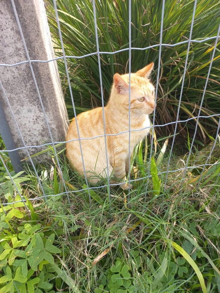 Meninão, gato de porte pequeno para adoção em Osório - RS