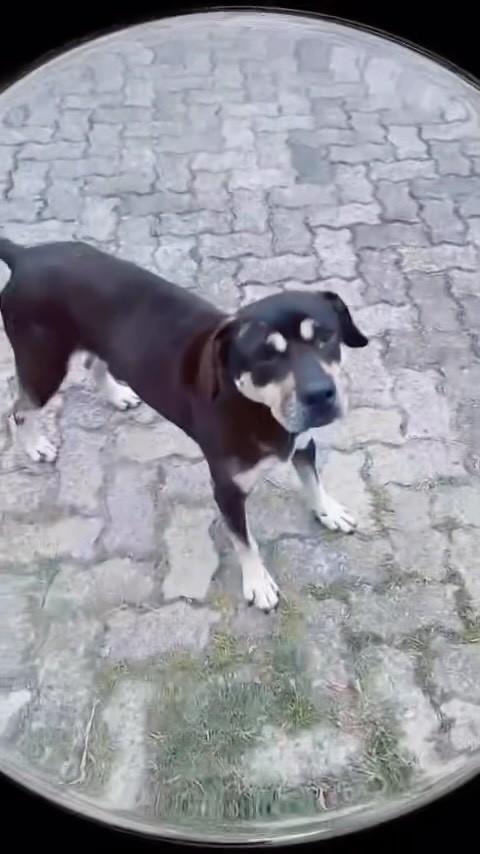 Napoleão, cachorro de porte médio para adoção em Osório - RS