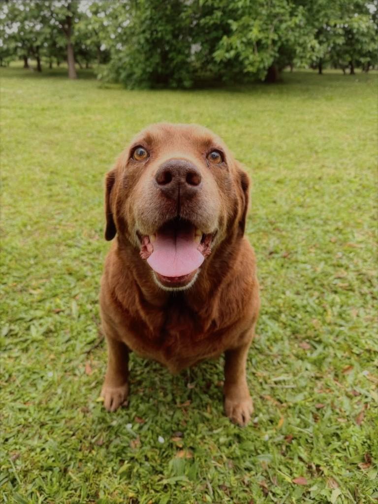 Labradora Chocolate, cadela de porte médio para adoção em Osório - RS