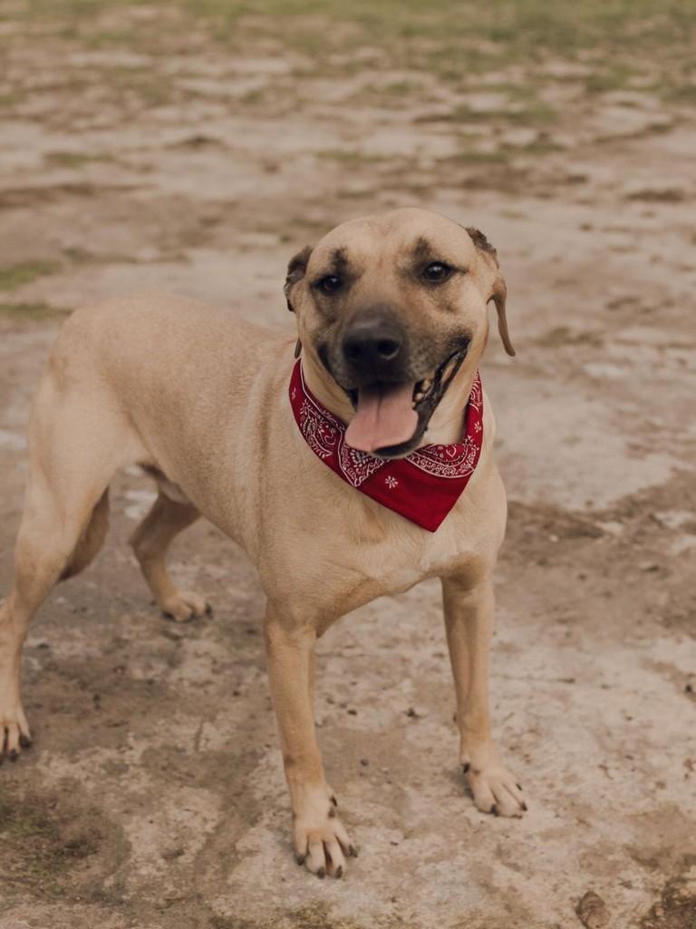 Preguinho, cachorro de porte médio para adoção em Osório - RS
