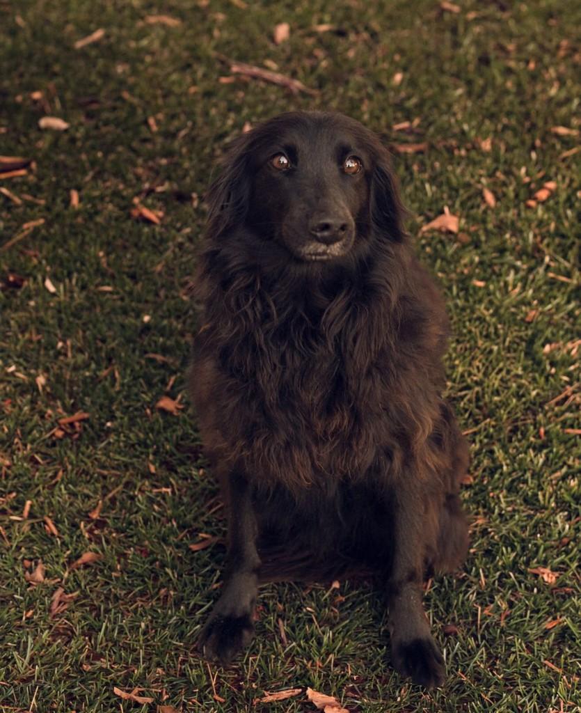 Theozinho, cachorro de porte médio para adoção em Osório - RS