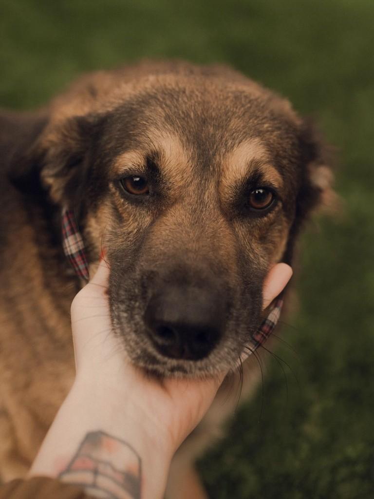Negão, cachorro de porte médio para adoção em Osório - RS