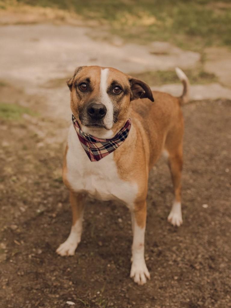 Ví, cachorro de porte médio para adoção em Osório - RS