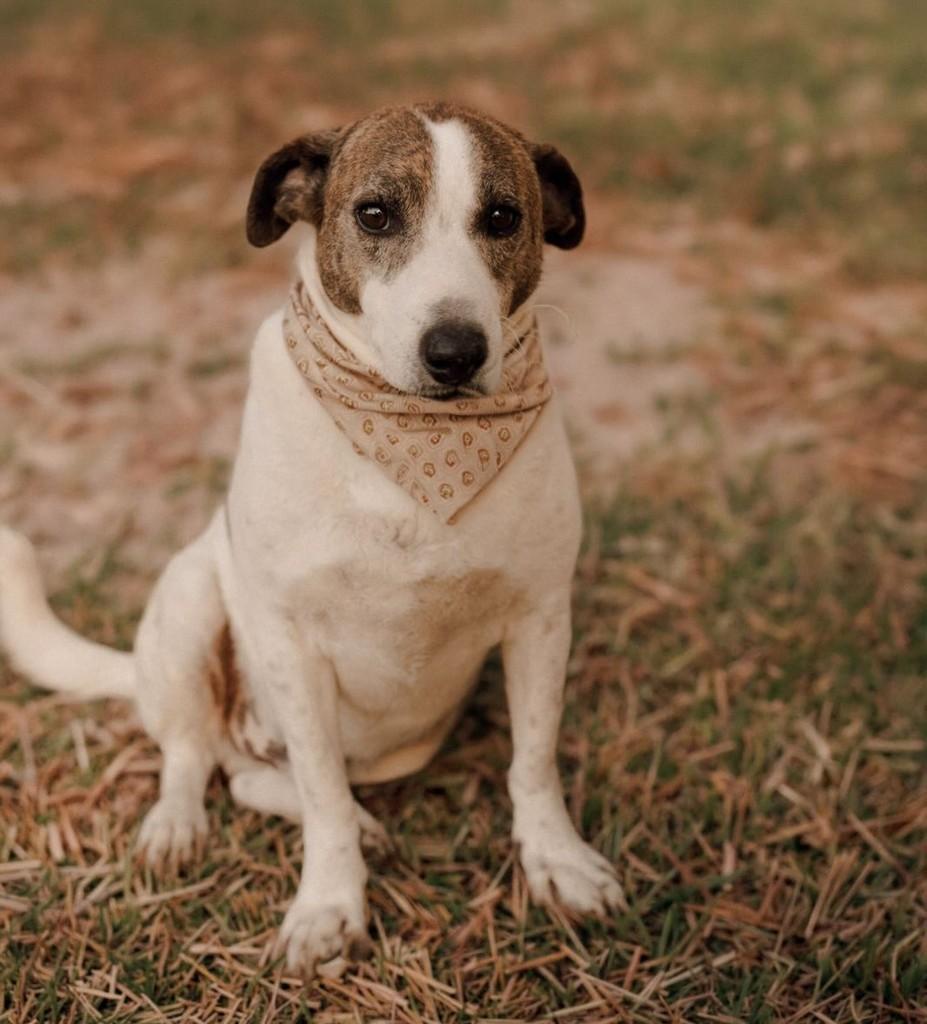 Soneca, cachorro de porte médio para adoção em Osório - RS