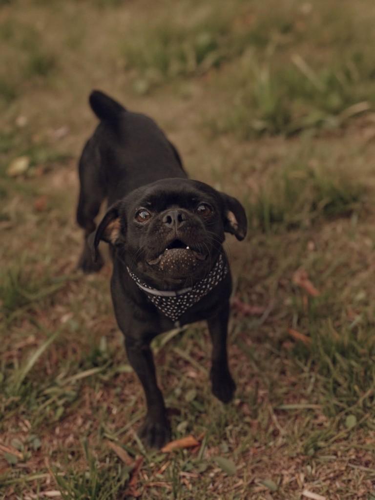 Pretusco, cachorro de porte pequeno para adoção em Osório - RS