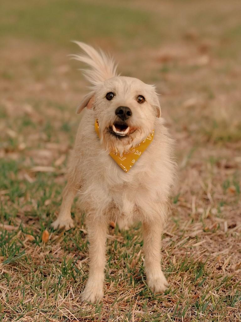 Quietinho, cachorro de porte médio para adoção em Osório - RS