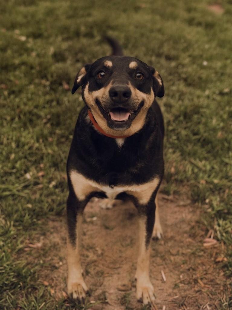Gaguinho, cachorro de porte médio para adoção em Osório - RS