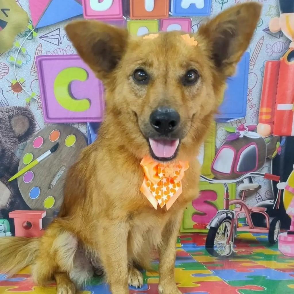 Magnólia, cadela de porte médio para adoção em Osório - RS