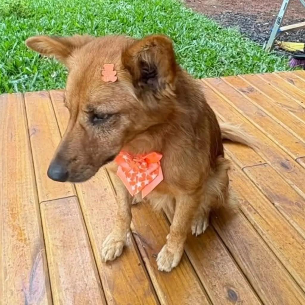 Magnólia, cadela de porte médio para adoção em Osório - RS — foto 3 de 4
