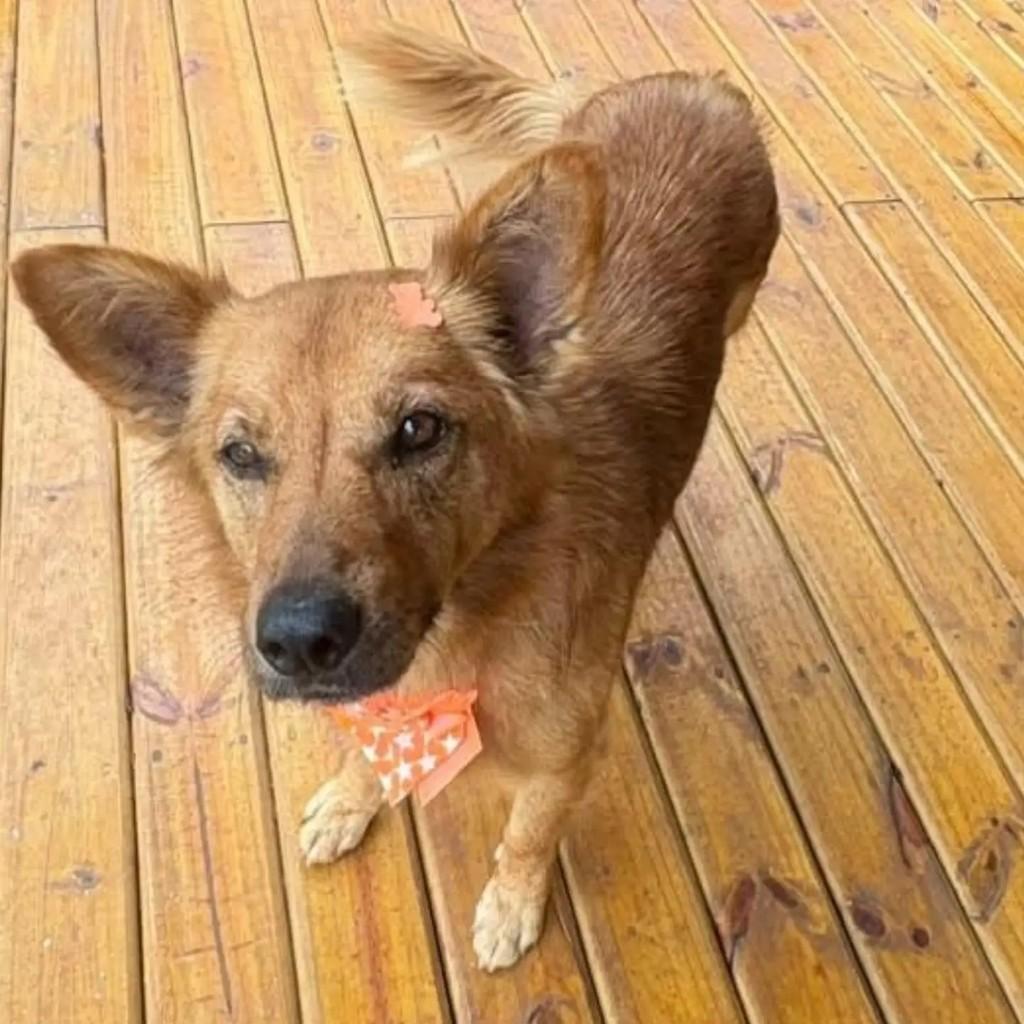 Magnólia, cadela de porte médio para adoção em Osório - RS — foto 4 de 4