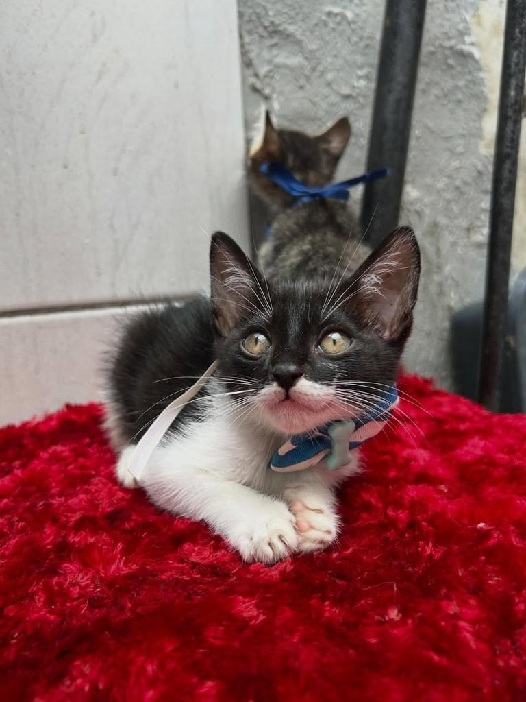 Batman, gato de porte pequeno para adoção em Araripina - PE