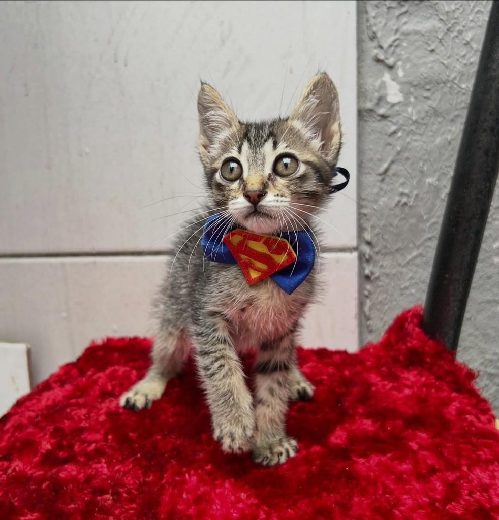 Theo, gato de porte pequeno para adoção em Araripina - PE