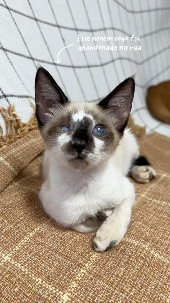 Pingo, gato de porte pequeno para adoção em Araripina - PE