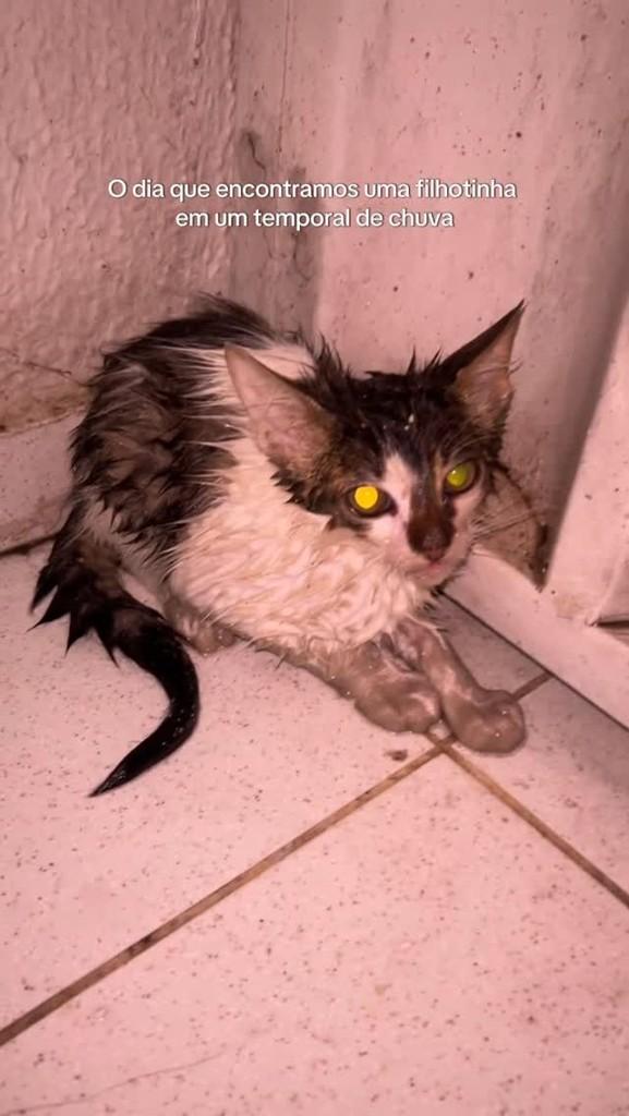 Ângel, gata de porte pequeno para adoção em Araripina - PE