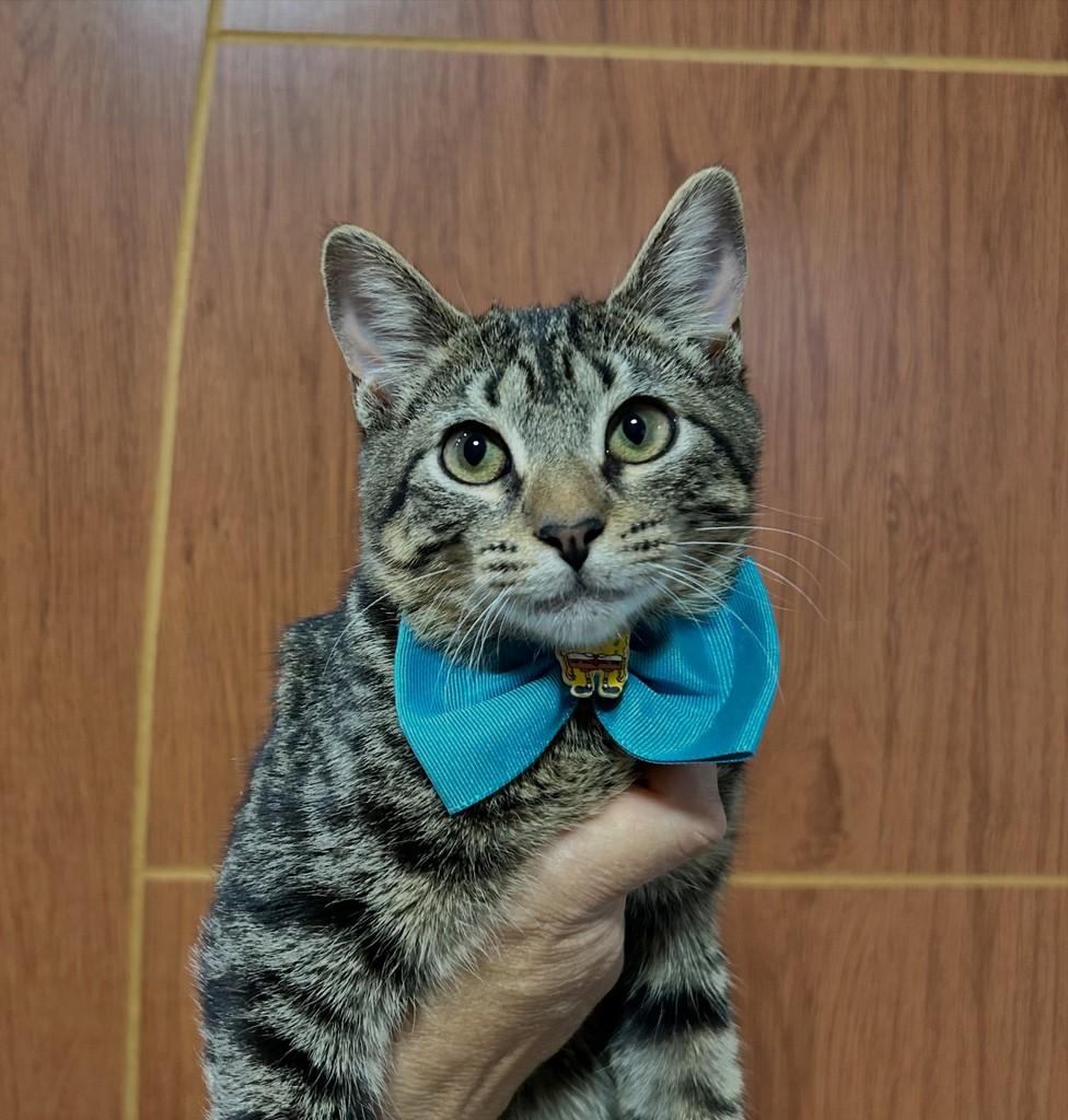 Lion, gato de porte pequeno para adoção em Araripina - PE