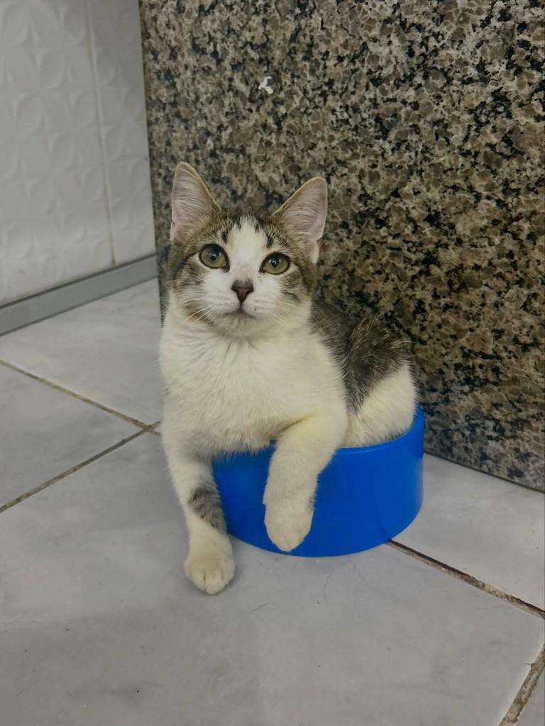 Malu, gato de porte pequeno para adoção em Araripina - PE