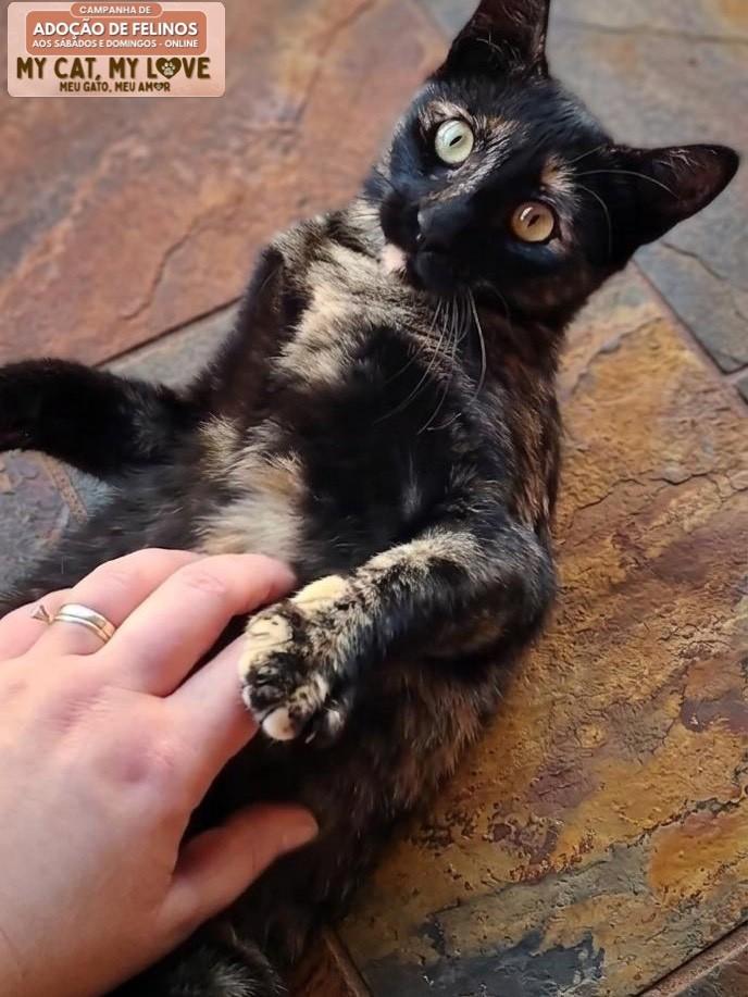 Linda, gata de porte pequeno para adoção em São Leopoldo - RS