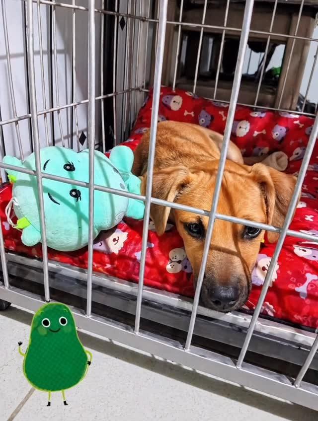 Abacate, cachorro de porte pequeno para adoção em São Leopoldo - RS