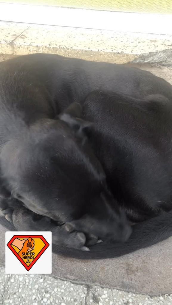 Pretinho, cachorro de porte pequeno para adoção em São Leopoldo - RS