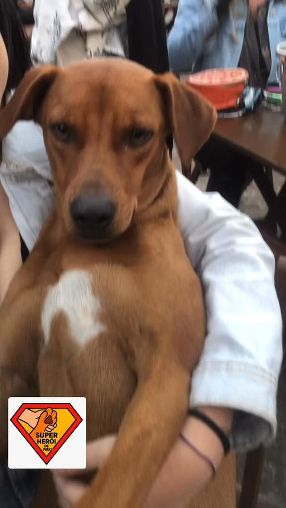 Herói, cachorro de porte pequeno para adoção em São Leopoldo - RS