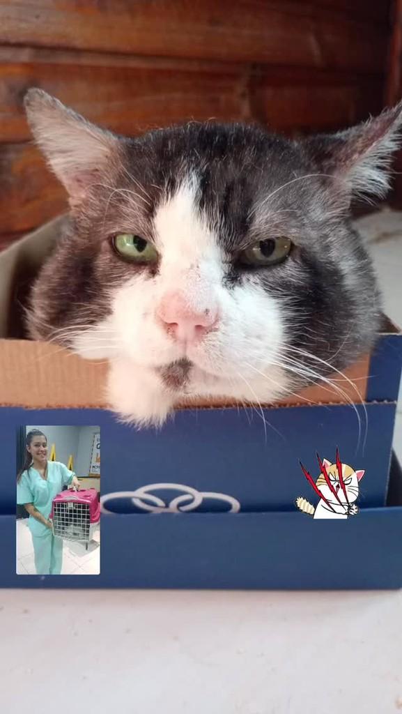 Amadinho, gato de porte médio para adoção em São Leopoldo - RS