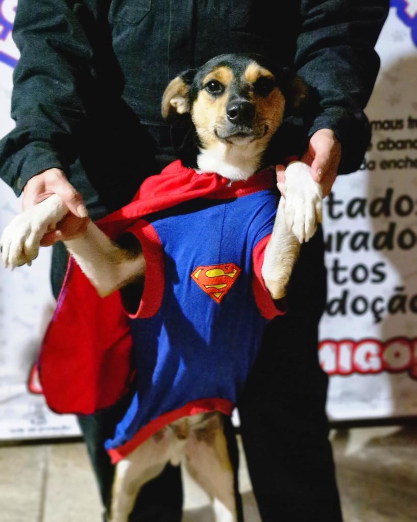 Juliano, cachorro de porte pequeno para adoção em São Leopoldo - RS