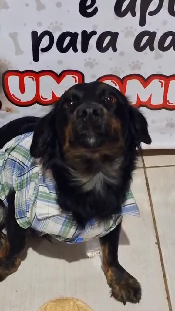 Mozart, cachorro de porte pequeno para adoção em São Leopoldo - RS