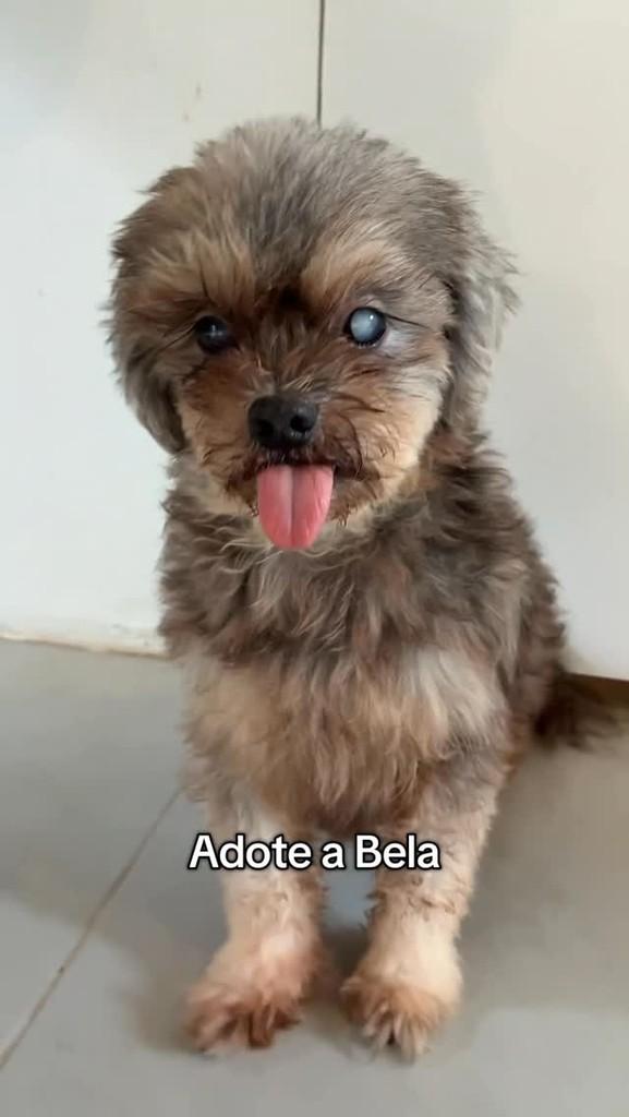 Bela, cadela de porte pequeno para adoção em São Leopoldo - RS
