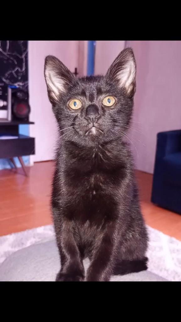 Mai, gato de porte pequeno para adoção em São Leopoldo - RS