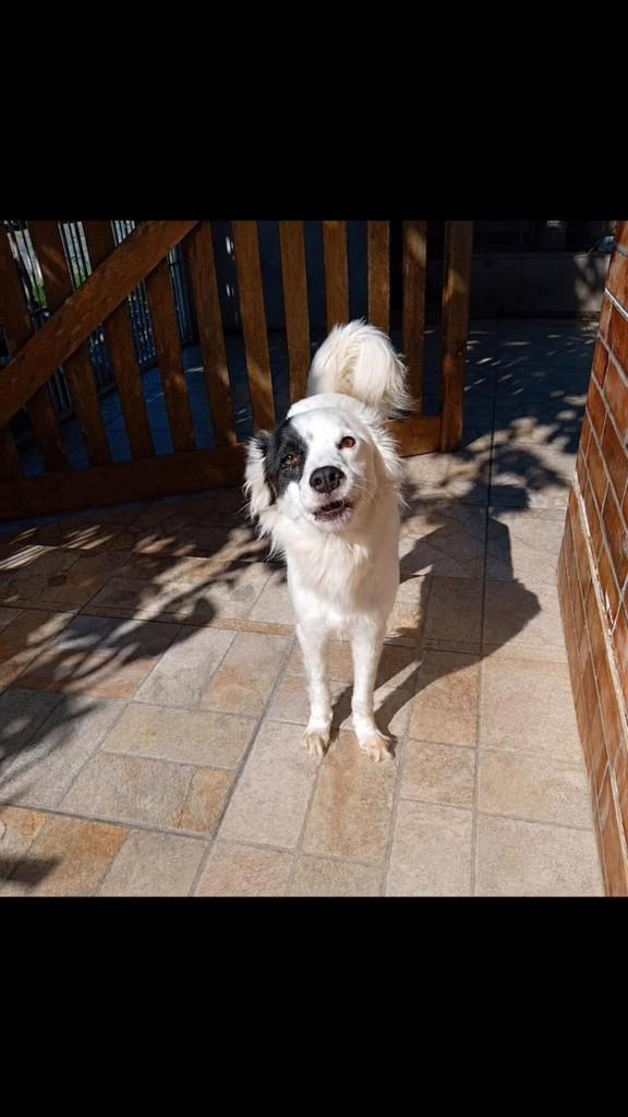 Jhonny, cachorro de porte pequeno para adoção em São Leopoldo - RS