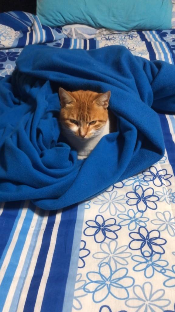 Ruiva, gato de porte pequeno para adoção em São Leopoldo - RS
