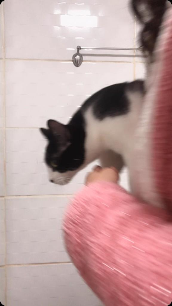 Julieta, gato de porte pequeno para adoção em São Leopoldo - RS