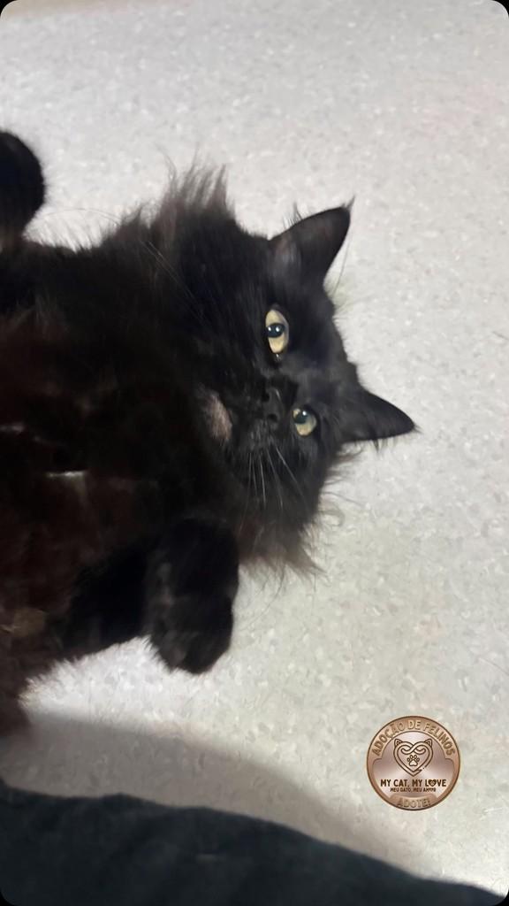 My cat My love, gato de porte pequeno para adoção em São Leopoldo - RS