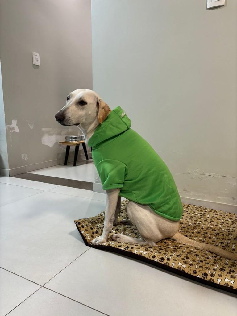 Galguinho, cachorro de porte médio para adoção em São Leopoldo - RS