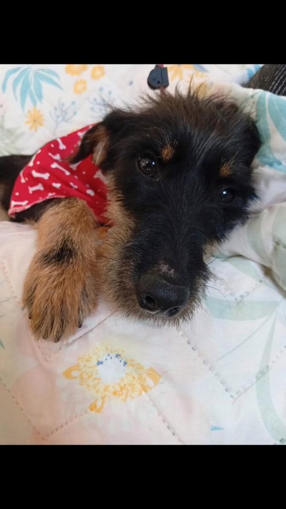 Muchacha, cachorro de porte pequeno para adoção em São Leopoldo - RS
