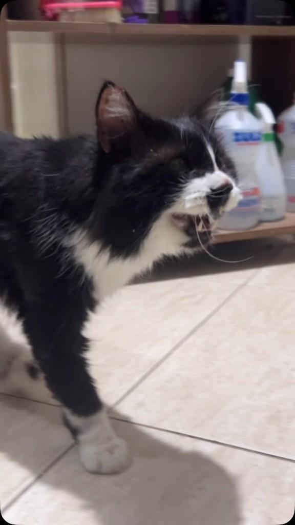 Vicente, gato de porte médio para adoção em São Leopoldo - RS