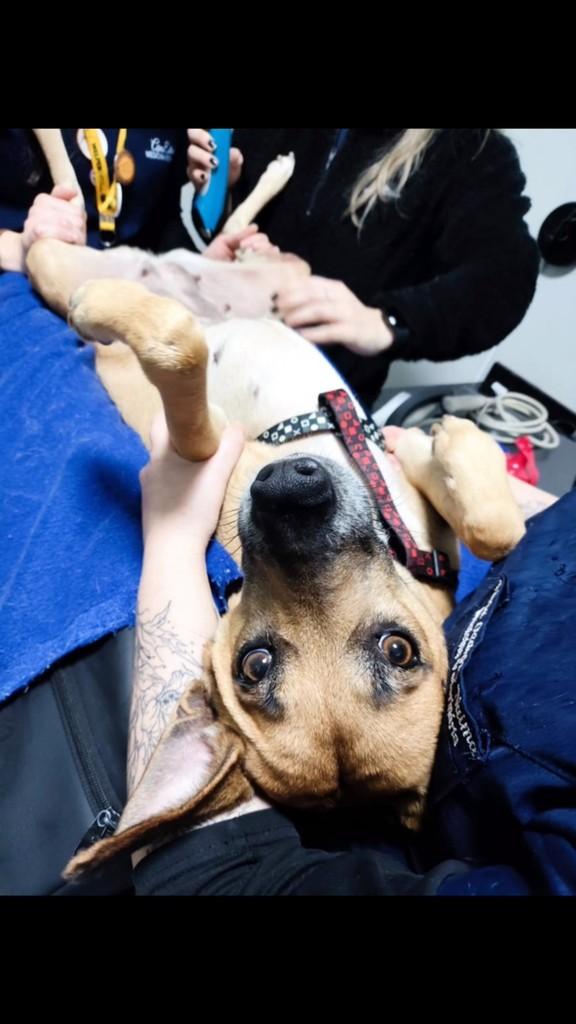 Diva, cachorro de porte médio para adoção em São Leopoldo - RS