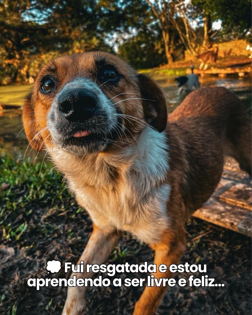 Clarinha, cachorro de porte pequeno para adoção em São Leopoldo - RS