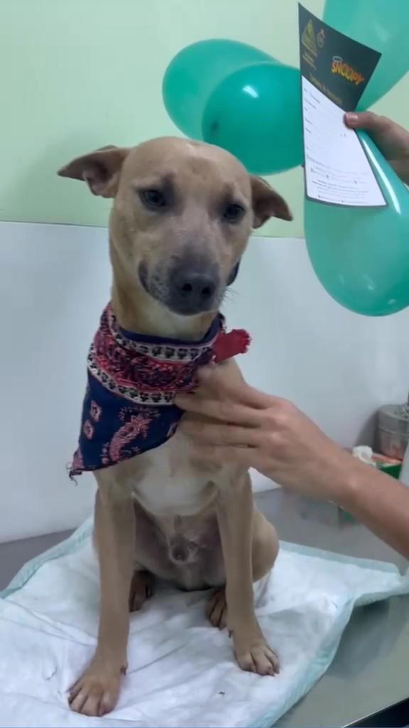 Otavinho, cachorro de porte pequeno para adoção em São Leopoldo - RS