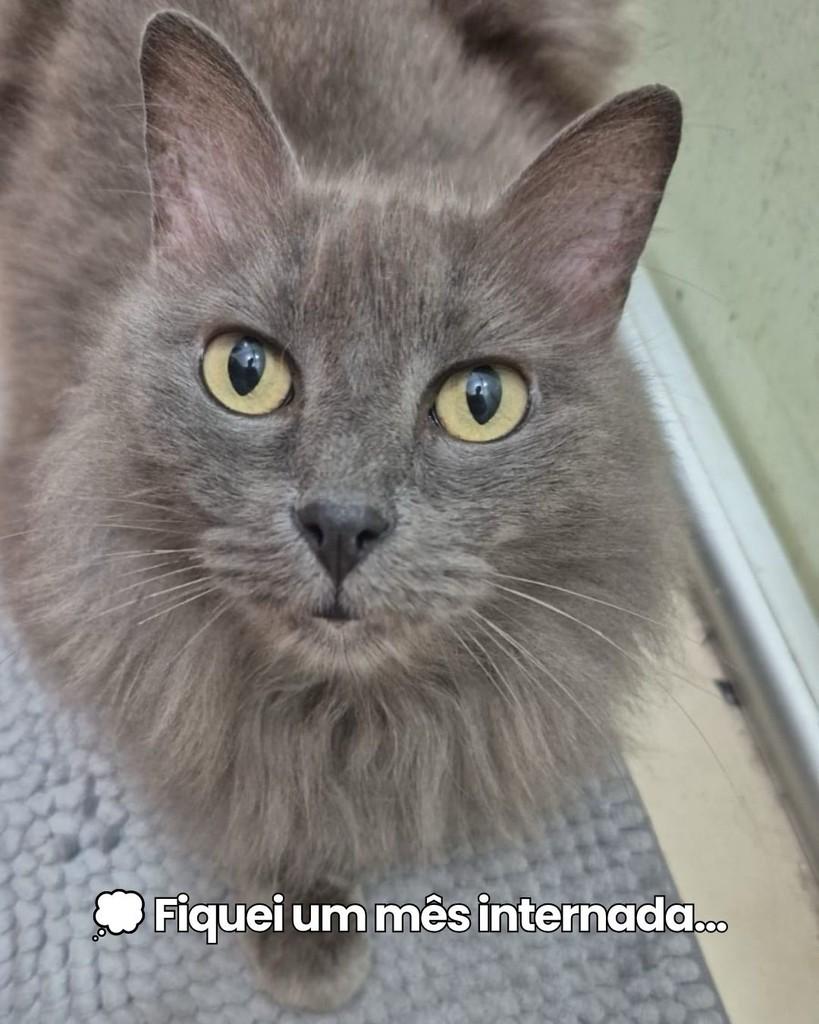 Madalena, gata de porte médio para adoção em Porto Alegre - RS