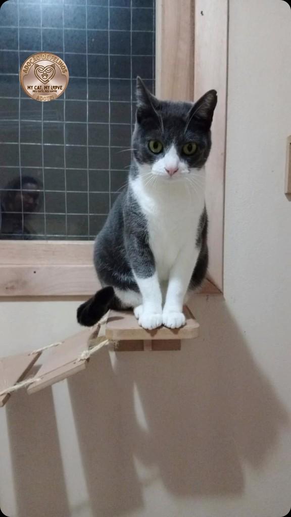 Cecilia, gata de porte pequeno para adoção em São Leopoldo - RS