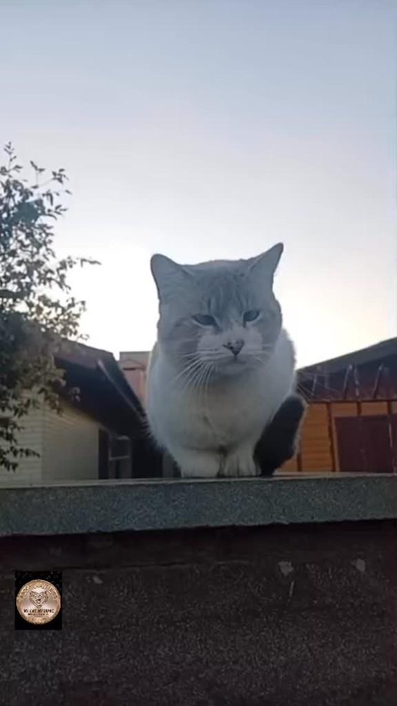 Jerônimo, gato de porte médio para adoção em São Leopoldo - RS