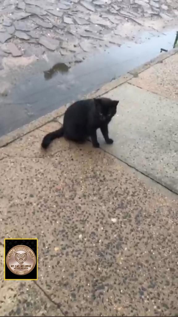 Jorge, gato de porte pequeno para adoção em São Leopoldo - RS