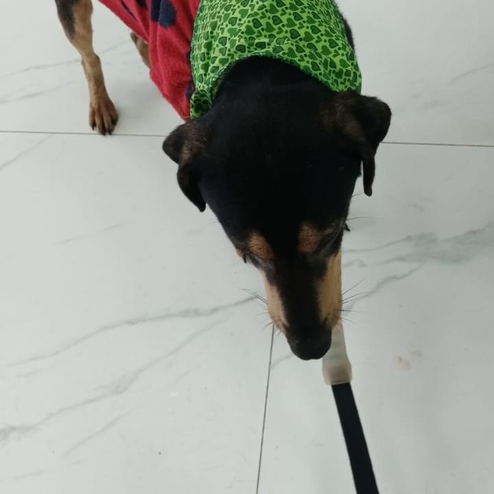 Biscoito, cachorro de porte pequeno para adoção em São Leopoldo - RS
