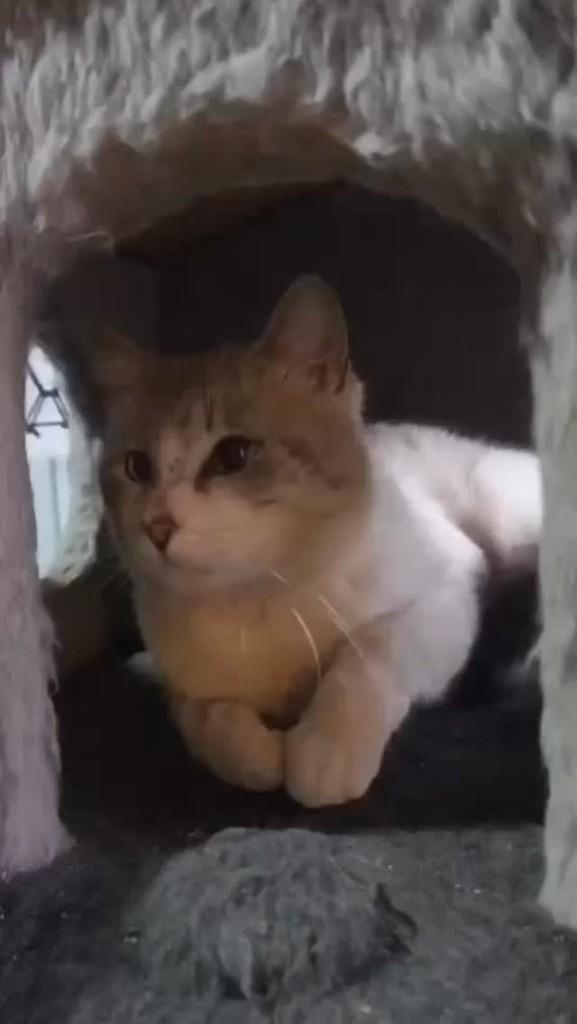 Jeje, gato de porte pequeno para adoção em São Leopoldo - RS
