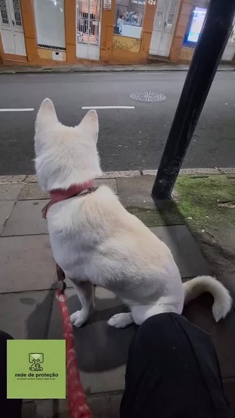 Suzuki, cachorro de porte grande para adoção em São Leopoldo - RS