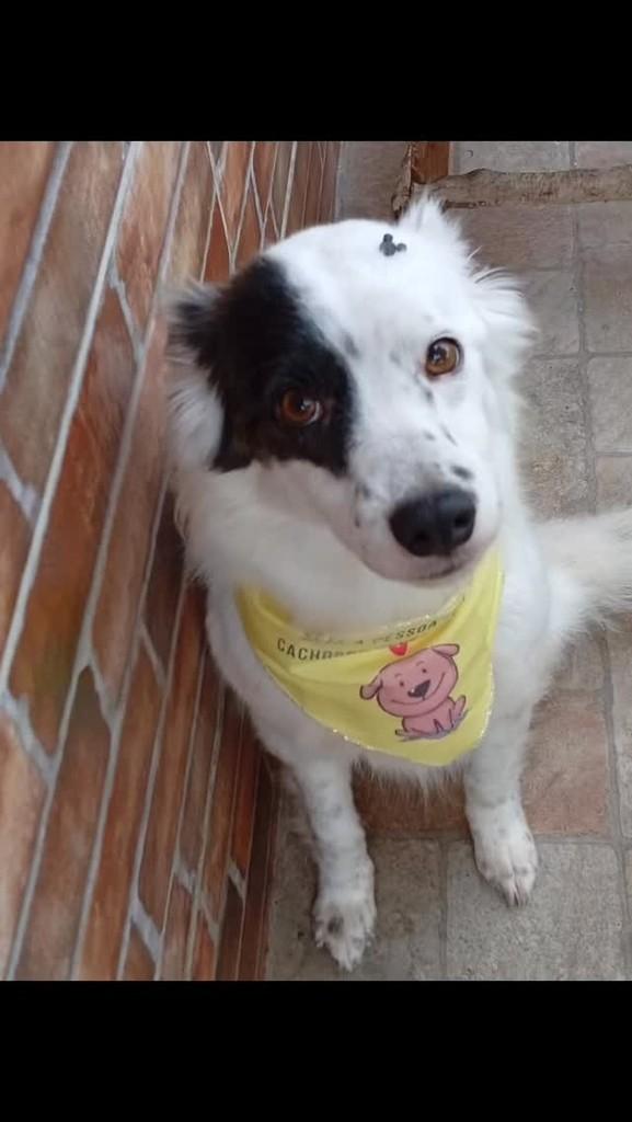 Jhonny Depp, cachorro de porte médio para adoção em São Leopoldo - RS