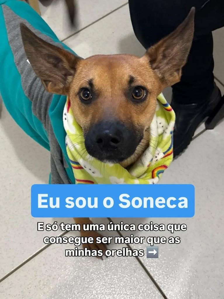 Soneca, cachorro de porte pequeno para adoção em Curitiba - PR