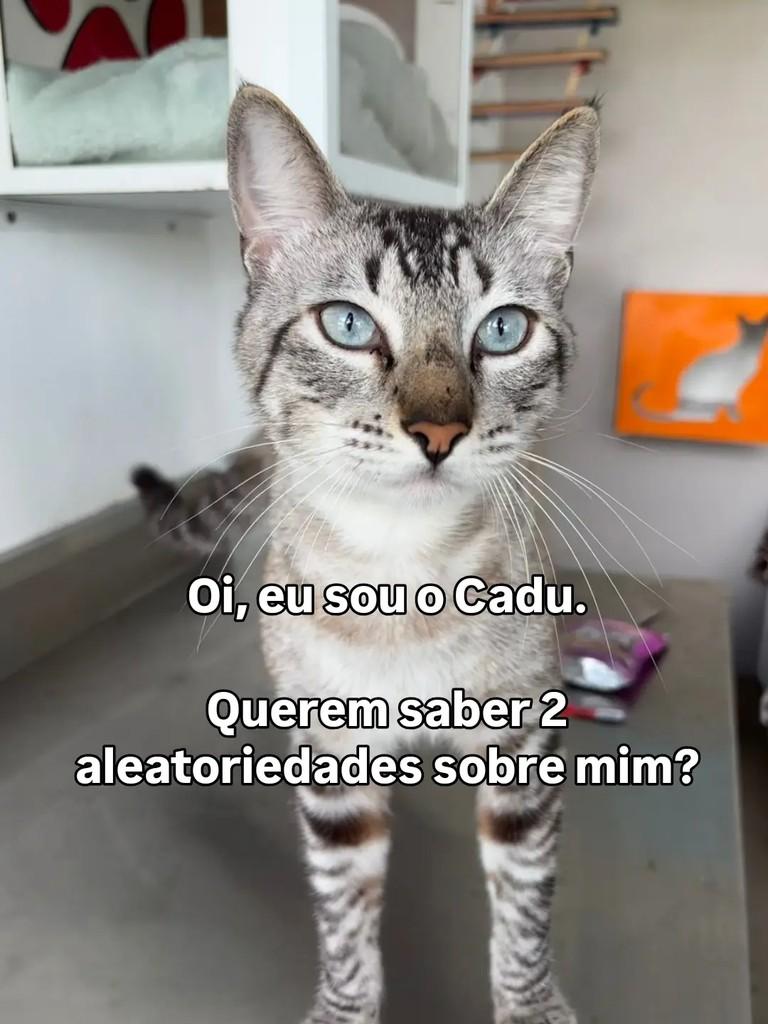 Cadu, gato de porte médio para adoção em Curitiba - PR